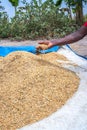 African Rice Oryza glaberrimaÃÂ  harvested and being stored in piles, Uganda